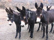 Catalan donkey httpsuploadwikimediaorgwikipediacommonsthu