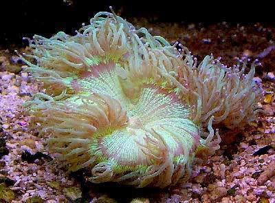 Catalaphyllia Elegance Coral Catalaphyllia jardinei Wonder Coral Information and