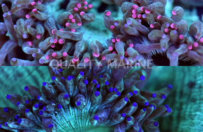 Catalaphyllia Elegant PinkPurple Tip Catalaphyllia jardinei Wild Corals LPS
