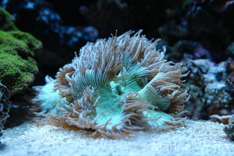 Catalaphyllia Elegance Coral Catalaphyllia jardinei MarineWorld