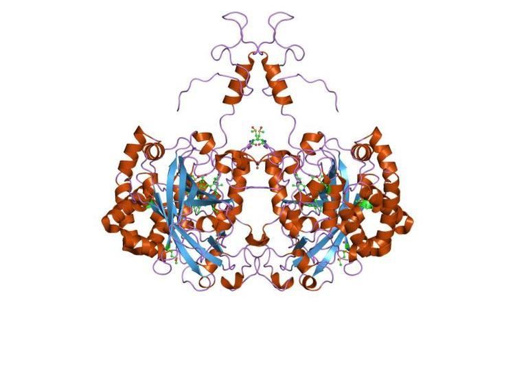 Catalase-related immune-responsive domain