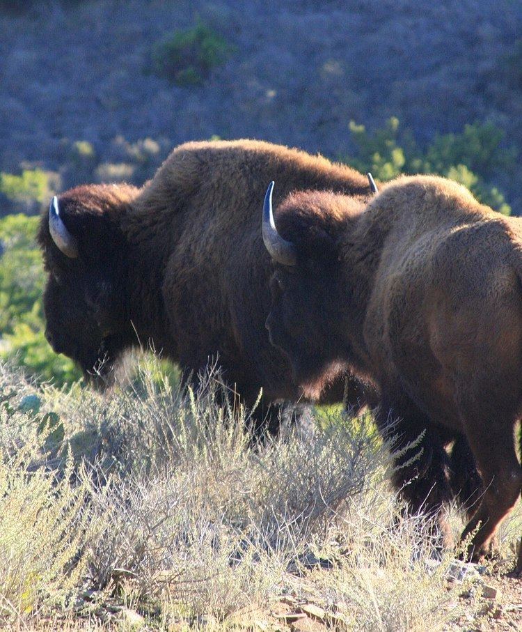 Catalina Island bison herd