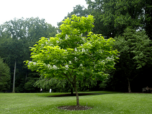 Catalpa bignonioides Tree Identification Catalpa bignonioides Common Catalpa