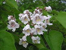 Catalpa bignonioides httpsuploadwikimediaorgwikipediacommonsthu