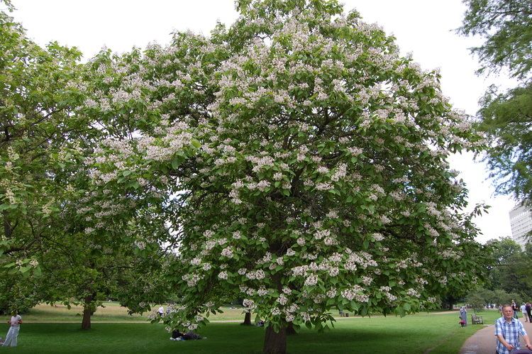 Catalpa bignonioides Catalpa bignonioides landscape architect39s pages