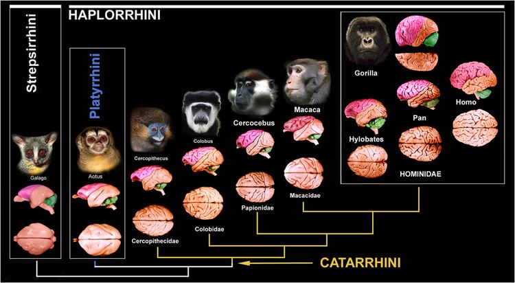 Catarrhini Alchetron The Free Social Encyclopedia