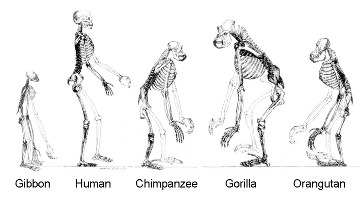 Catarrhini Catarrhini Primates Hominoidea Apes and Humans Anthropology