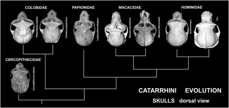Catarrhini CATARRHINI EVOLUTION skulls dorsal view Esta uma publi Flickr