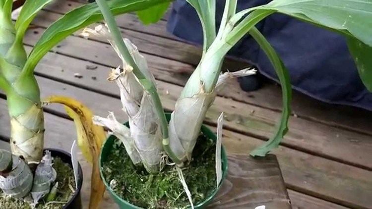 Catasetinae Catasetinae orchids stages of growth YouTube