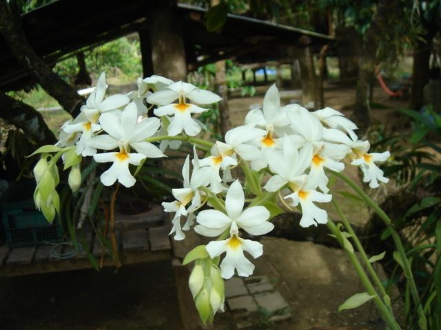 Catasetinae Wild OrchidCatasetinae