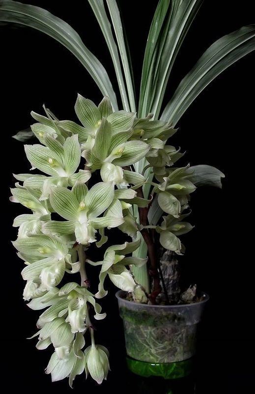 Catasetinae 1000 images about Catasetum Galeandra on Pinterest Florists