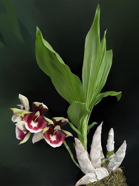 Catasetum Catasetum pileatum imperialis Digital Oil Painting Limited