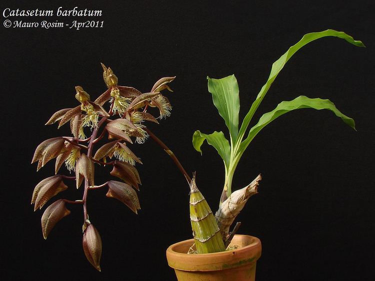 Catasetum barbatum Catasetum barbatum Mauro Rosim Flickr