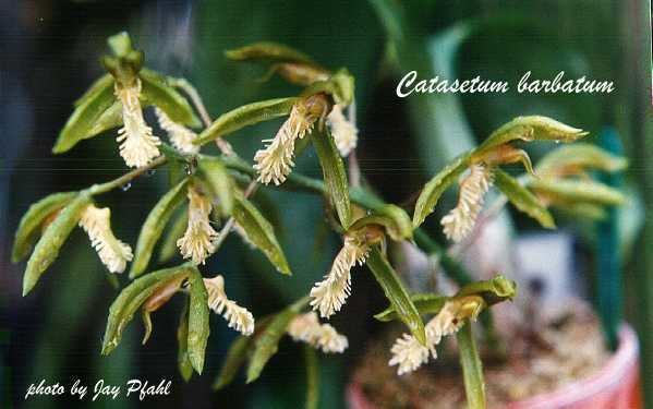 Catasetum barbatum wwworchidspeciescomorphotdircatasetumbarbatumjpg
