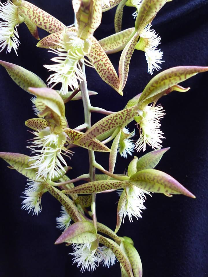Catasetum barbatum BlueNanta