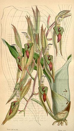 Catasetum callosum httpsuploadwikimediaorgwikipediacommonsthu
