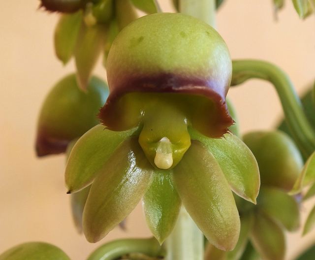Catasetum discolor Catasetum discolor shemale flower from Brazil
