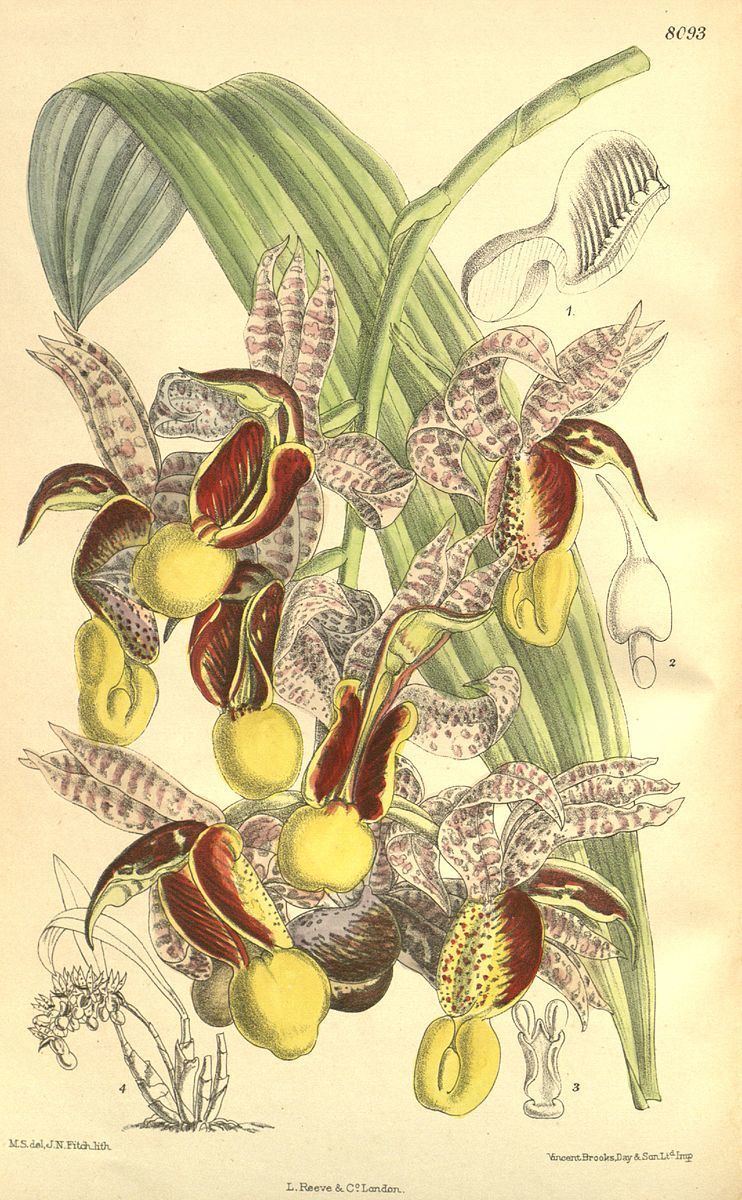 Catasetum galeritum