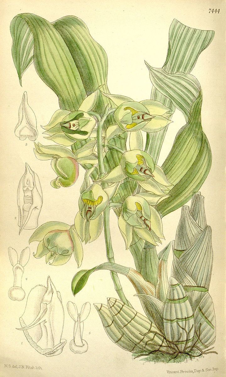 Catasetum lemosii
