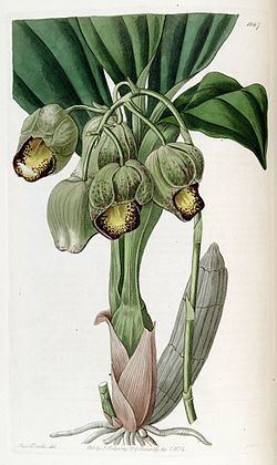 Catasetum luridum httpsuploadwikimediaorgwikipediacommonsthu