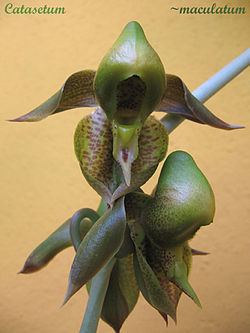 Catasetum maculatum httpsuploadwikimediaorgwikipediacommonsthu