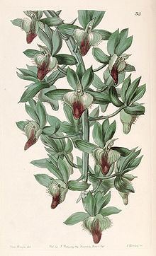 Catasetum socco httpsuploadwikimediaorgwikipediacommonsthu