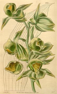 Catasetum viridiflavum httpsuploadwikimediaorgwikipediacommonsthu