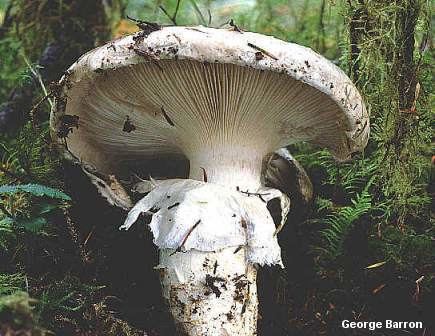 Catathelasma Catathelasma ventricosum MushroomExpertCom