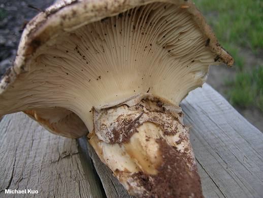 Catathelasma imperiale Catathelasma imperiale MushroomExpertCom