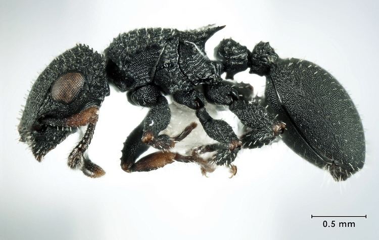 Cataulacus NG Ants Genera Cataulacus