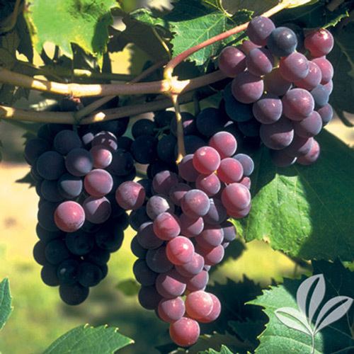Catawba (grape) Catawba Grape Texas Pecan Nursery