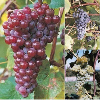 Catawba (grape) Catawba Grape Direct Gardening