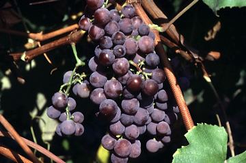 Catawba (grape) Leading American Varieties