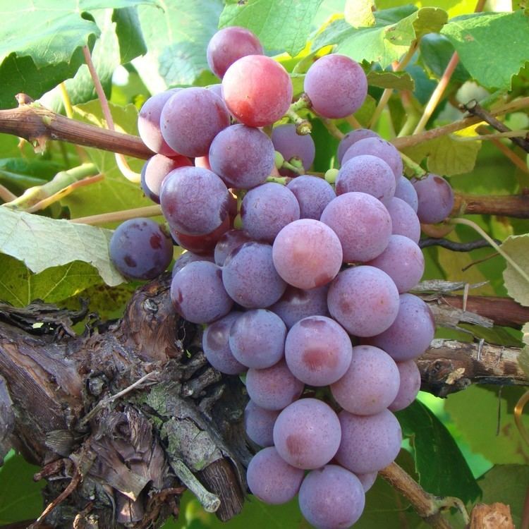 Catawba (grape) Buy Catawba Grape Vines For Sale Double A Vineyards