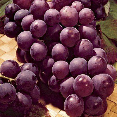 Catawba (grape) Catawba Grape Direct Gardening