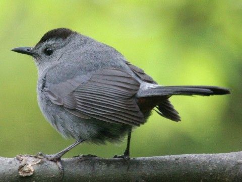 Catbird This reminds me of a little Grey Catbird that we raised named