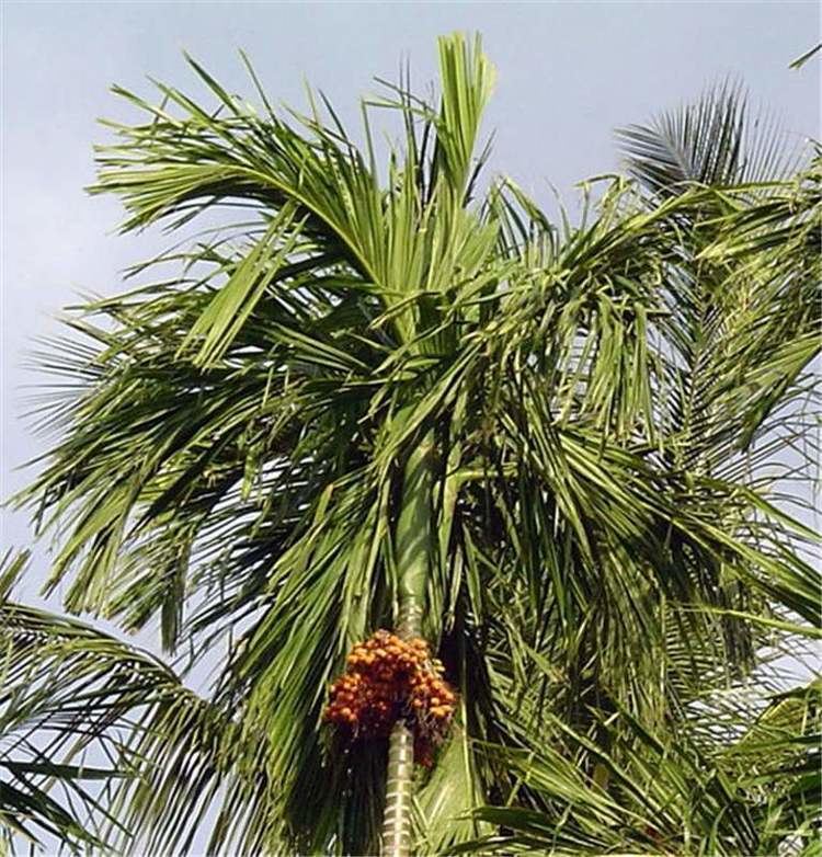 Catechu Factsheet Areca catechu Betelnut Palm