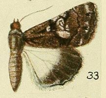 Catephia scylla