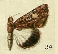 Catephia serapis