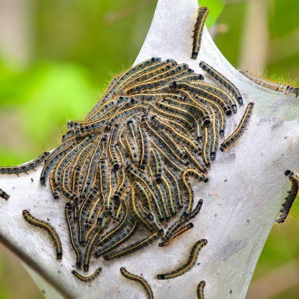 Caterpillar How to Control Tent Caterpillars Planet Natural
