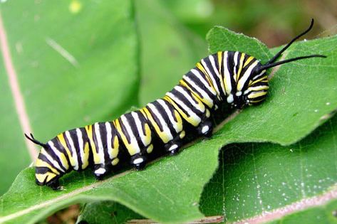 Caterpillar Butterfly Caterpillars Butterfly Caterpillar Hatching Butterfly Eggs