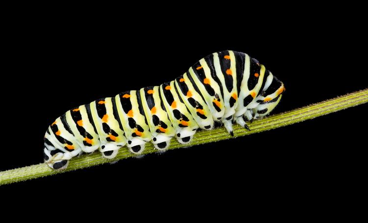 Caterpillar httpsuploadwikimediaorgwikipediacommonsff