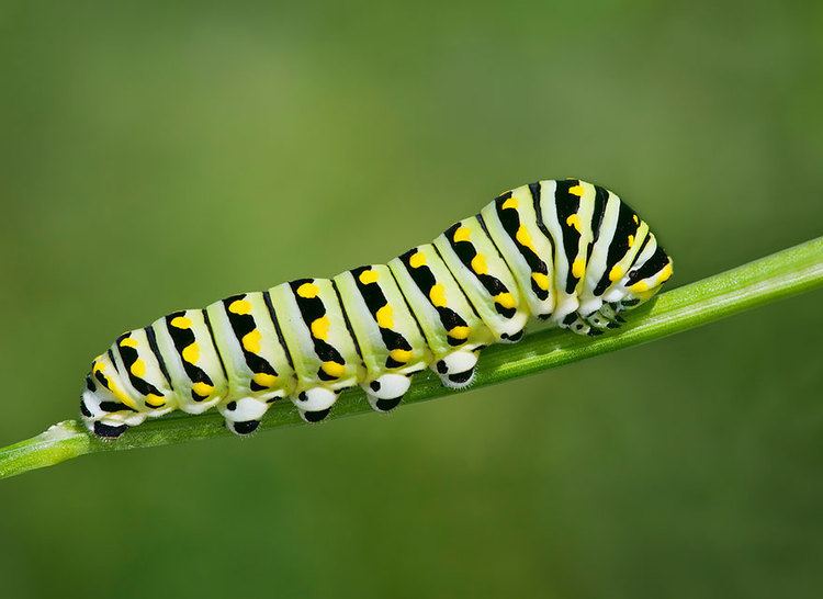 Caterpillar 19 Before And After Photos Of Butterfly And Moth Transformations