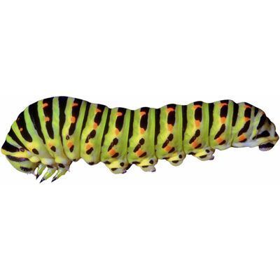 Caterpillar caterpillar meaning of caterpillar in Longman Dictionary of
