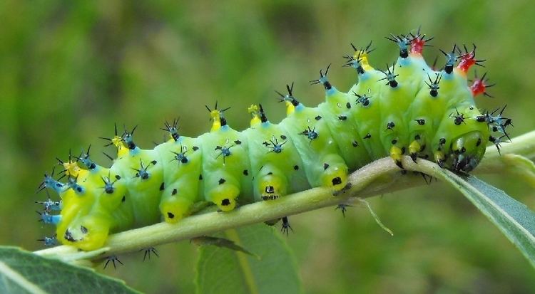 Caterpillar Cecropia Caterpillar Growth Moth larvae photos amp videos journal