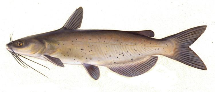 Catfish Fish Details