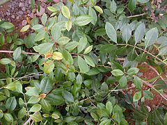 Catha (plant) httpsuploadwikimediaorgwikipediacommonsthu