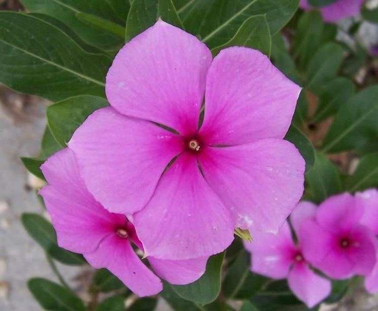 Catharanthus Native to the Indian Ocean islands the Madagascar Periwinkle