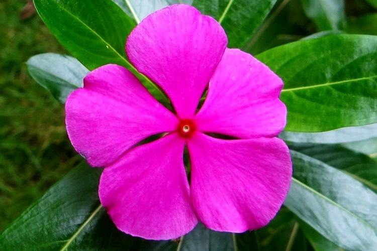 Catharanthus roseus 25 EXCEPTIONAL BENEFITS OF CATHARANTHUS ROSEUS