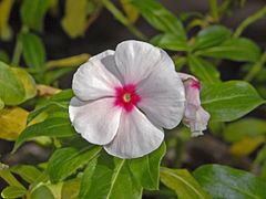 Catharanthus roseus httpsuploadwikimediaorgwikipediacommonsthu